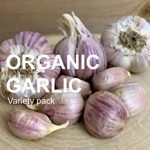 Organic Garlic (Hard-neck) Garden Variety Pack