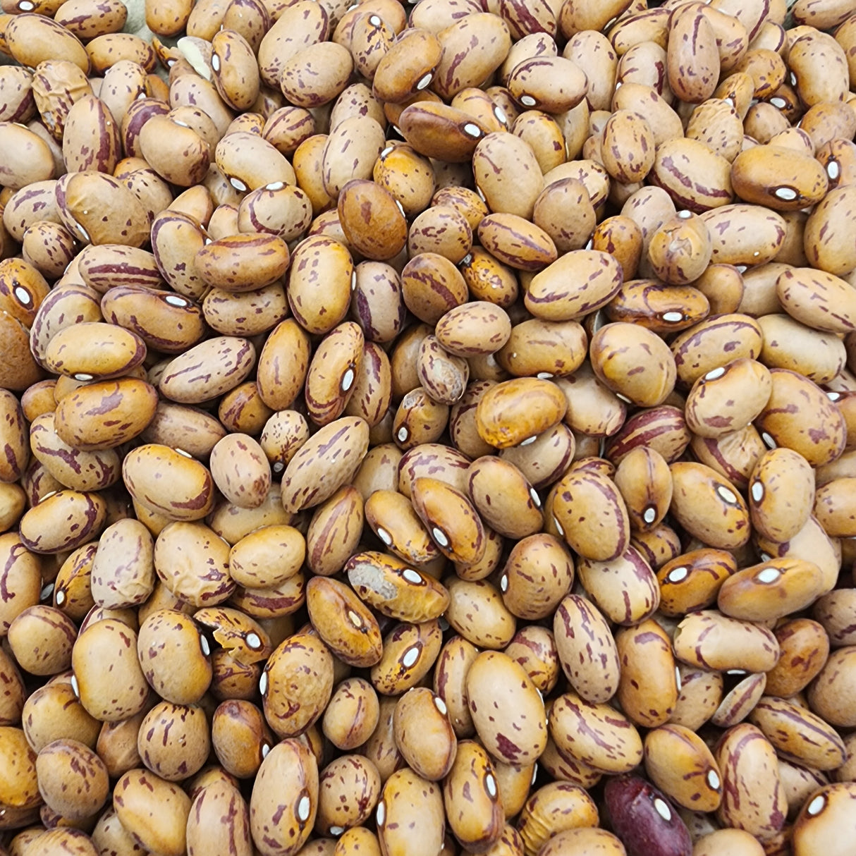 Bean, Bush - Taylor Dwarf