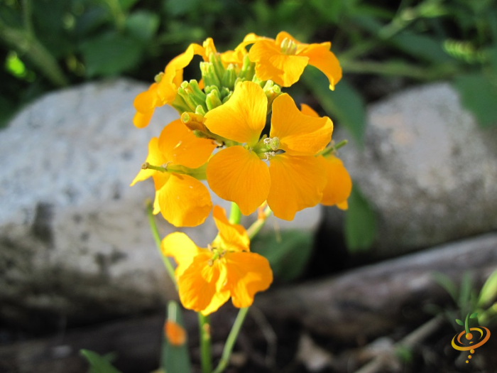 Wildflower mix featuring California native wildflowers from SeedsNow, including Siberian Wallflower, suitable for scatter garden planting.