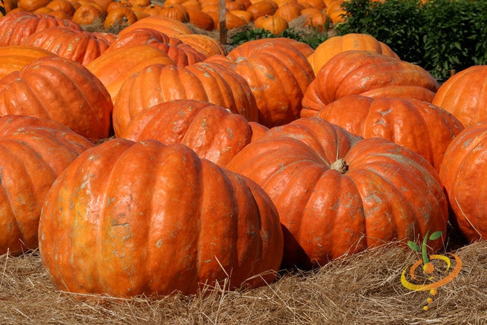 Large Atlantic Giant pumpkin seedling from SeedsNow, showcasing lush green leaves and vibrant pumpkin growth.