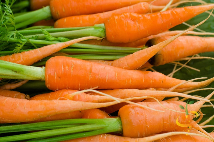 Carrot - Little Fingers, 4" Long.