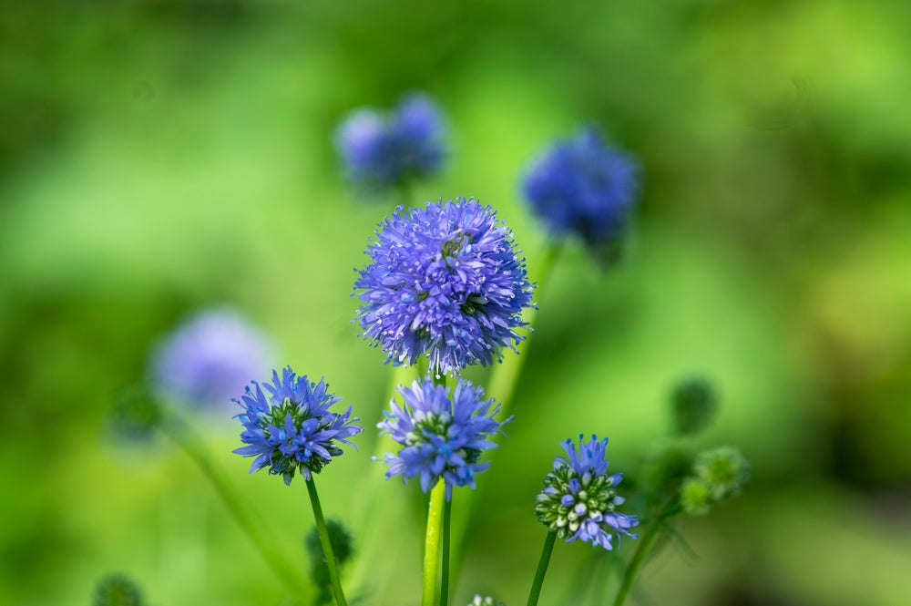 Close-up of Globe Gilia flowers from SeedsNow-Flowers, showcasing delicate purple blooms and vibrant green foliage.