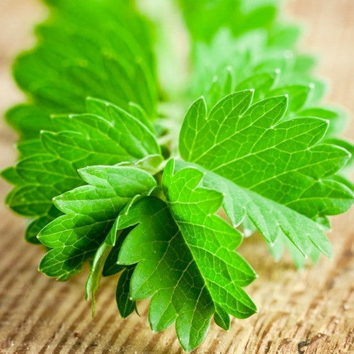 Order Salad Burnet (Poterium sanguisorba) online from the USA. Grow this perennial herb with cucumber flavor, ideal for salads, soups, and even facial treatments.