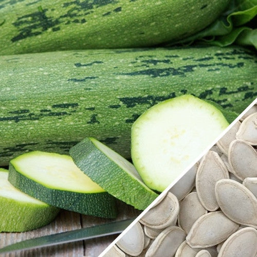 Cocozelle summer squash seeds from SeedsNow, showing vibrant green seeds ready for planting in a garden.