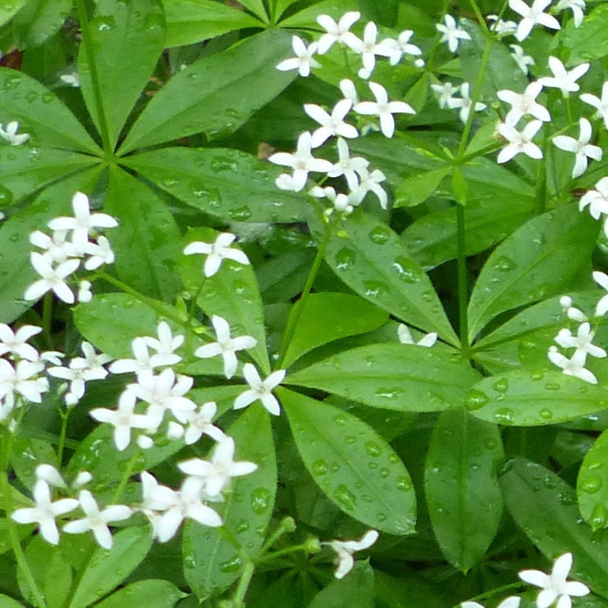 Close-up of Sweet Woodruff green leaves and small white star-shaped flowers with water droplets