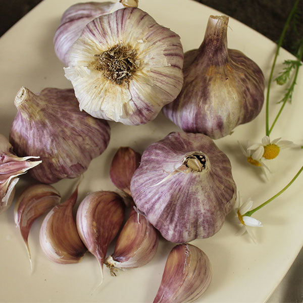 Purple Creole garlic bulbs and cloves with purple streaks on a plate