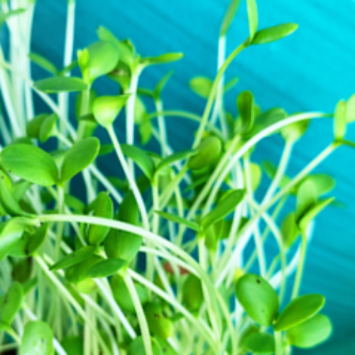 Close-up of fresh green sprouts microgreens from flax seeds with blue background