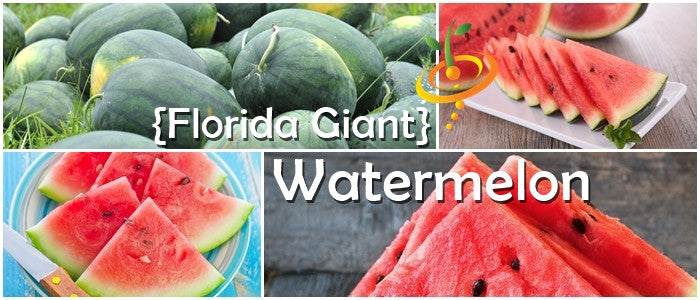 Florida Giant Watermelon Seeds producing large dark green watermelons with bright red flesh slices in a collage.