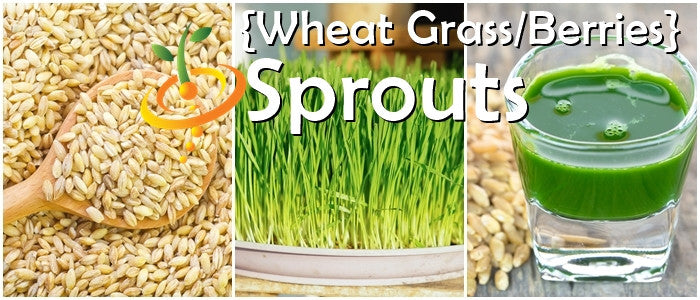 Fresh sprouted wheat grass microgreens growing in a glass container, showcasing SeedsNow wheat grass seeds for sprouts and microgreens.