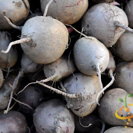 Purple Plum radish seeds from SeedsNow, shown in a packet with vibrant purple radish images and seed details.