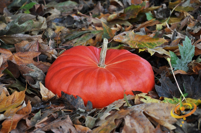 Fresh Cinderella pumpkin seeds from SeedsNow, showing vibrant green pumpkin seeds in a close-up shot.