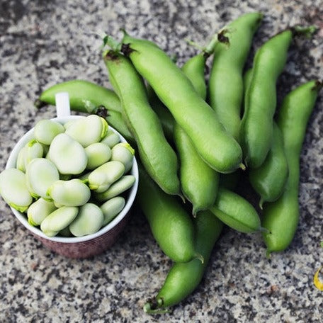 Shop Lima bean seeds from USA for your vegetable garden. Grow organic beans from seed. Order Open-pollinated OP, USA-quality, Heirloom, NON-GMO organic seeds & more!
