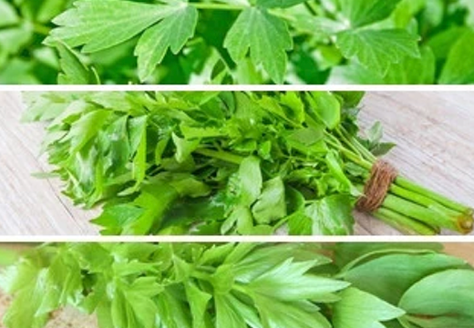Buy Lovage herb seeds online from the USA now! Levisticum officinale