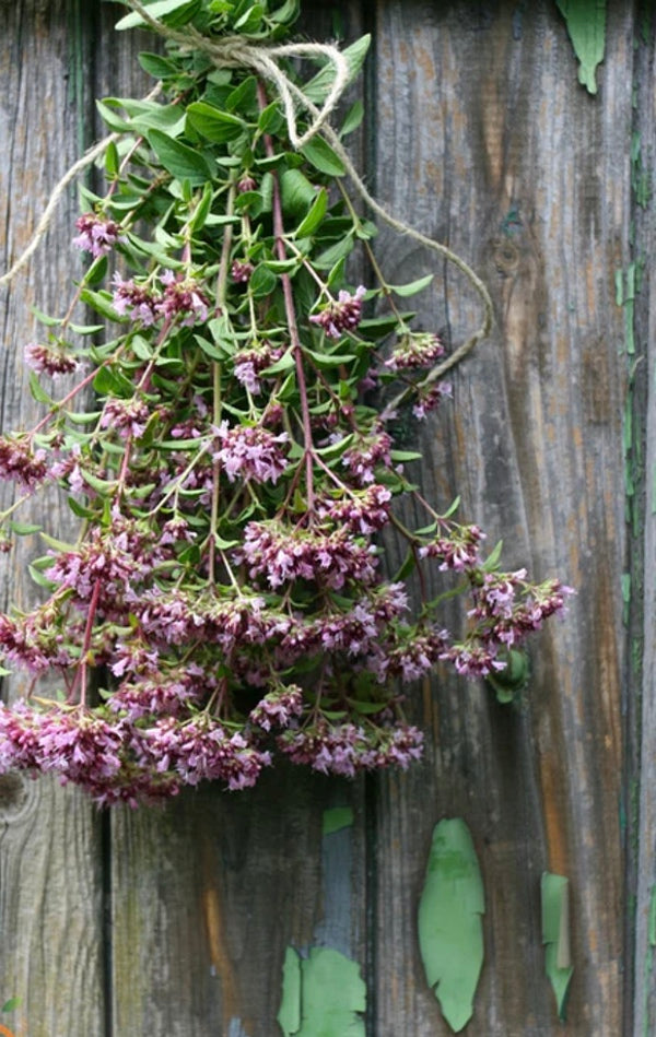 All Oregano Seeds