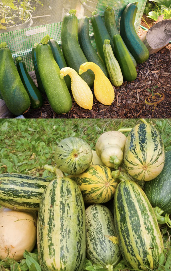 All Squash & Zucchini Seeds