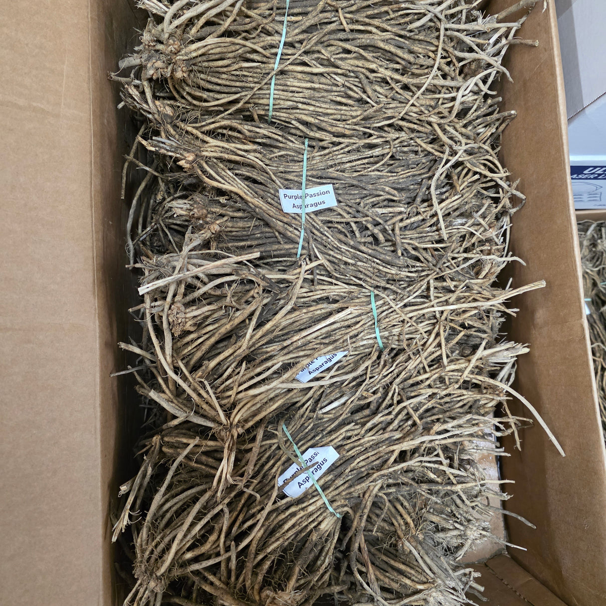 Asparagus (Crowns/Roots) - Purple Passion