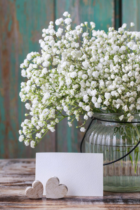 Close-up of delicate white Baby's Breath (Gypsophila) flowers in garden setting