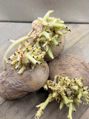 Organic Kennebec potato seed from SeedsNow-Potatoes, showing round mid-season potato with smooth, light brown skin.
