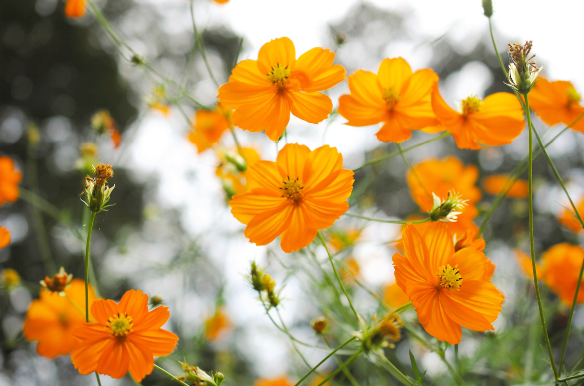 Flowers - Cosmos, Orange Sulphur