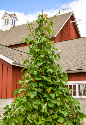 *NEW!* Vine Teepee Variety Pack