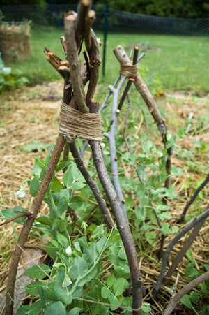 *NEW!* Vine Teepee Variety Pack