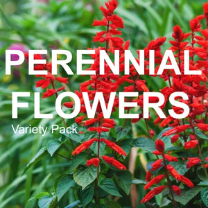 Assortment of 15 popular perennial flower seed varieties for sustainable garden planting