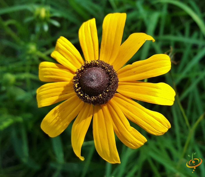 Wildflowers - California Native Scatter Garden Seed Mix - SeedsNow.com