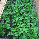 Potato (Mid-Season) - Purple Majesty (ORGANIC) - SeedsNow.com