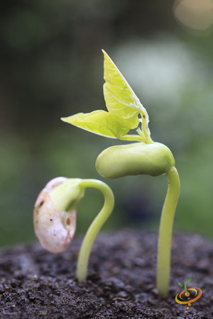 Bean (Bush) - Borlotti.