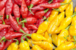 Pepper (Hot) - Devil's Tongue, Yellow 🔥🔥🔥🔥🔥 - SeedsNow.com