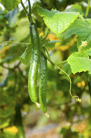 Cucumber - Chinese Snake.