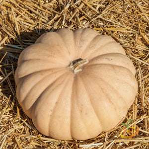 Squash (Winter) - Long Island Cheese.