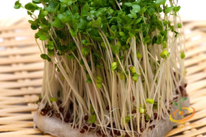All-in-One Sprouts/Microgreens Seed Bank w/Sprouting Jar.