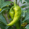Pepper (Hot) - Big Jim 🔥 (HYBRID) - SeedsNow.com