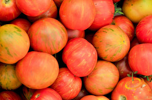 Tomato - Tigerella [INDETERMINATE].