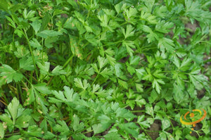 Parsley - Dark Green Italian Giant.