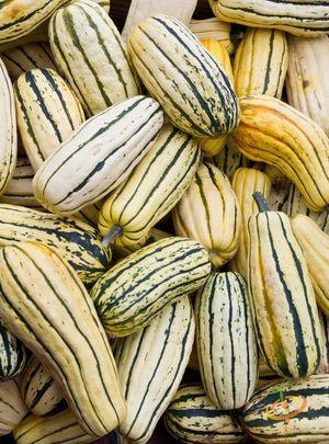 Squash (Winter) - Delicata.