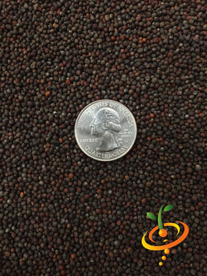 Cabbage - Savoy Perfection.