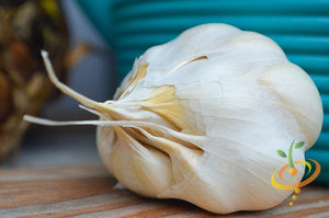 Garlic - (Soft Neck) Silver Rose.