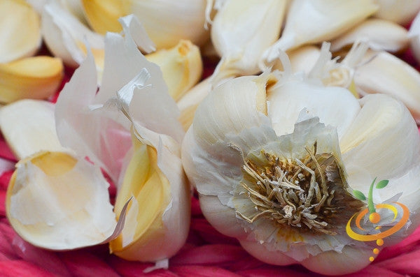 Garlic - (Soft Neck) Nootka Rose.