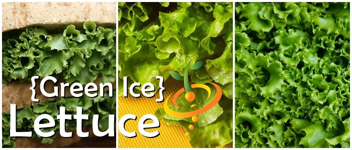 Lettuce - Green Ice - SeedsNow.com