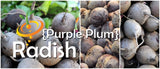 Radish - Purple Plum.