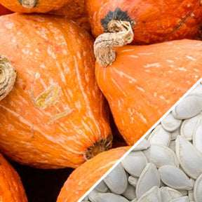 Hubbard Golden winter squash seeds from SeedsNow, showing vibrant yellow seeds in a close-up view.