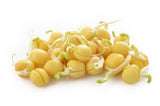 Sprouts/Microgreens - Bean, Garbanzo (Chickpea) - SeedsNow.com