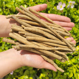Horseradish Root, Big Top - SeedsNow.com