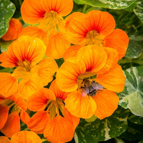 Bright orange Nasturtium Glorious Gleam flower seedling from SeedsNow, showcasing vibrant blooms and lush green foliage.