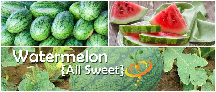 Watermelon - All Sweet.