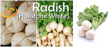Radish - Hailstone (White).
