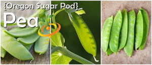 Pea - Oregon Sugar Pod.