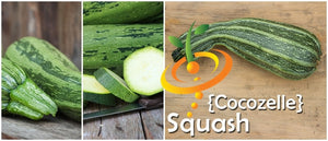 Squash (Summer) - Cocozelle.